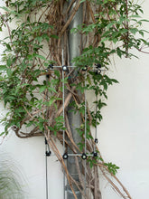 Load image into Gallery viewer, Variabel erweiterbares Serafin Mira Ranksystem