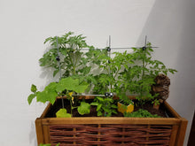 Load image into Gallery viewer, Serafin Rankhilfe im Gewächshaus oder Wintergarten