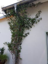 Load image into Gallery viewer, Serafin Mira mitwachsendes Ranksystem | Rankhilfe &amp; Spalier aus Metall | flexibel für Innen &amp; Außen
