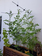 Load image into Gallery viewer, Serafin Mira mitwachsendes Ranksystem | Rankhilfe &amp; Spalier aus Metall | flexibel für Innen &amp; Außen
