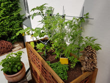 Load image into Gallery viewer, Serafin Mira mitwachsendes Ranksystem | Rankhilfe &amp; Spalier aus Metall | flexibel für Innen &amp; Außen
